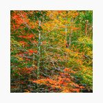 تابلو فرش دستبافت طرح رودخانه جنگلی کد 7412616 - Image 2